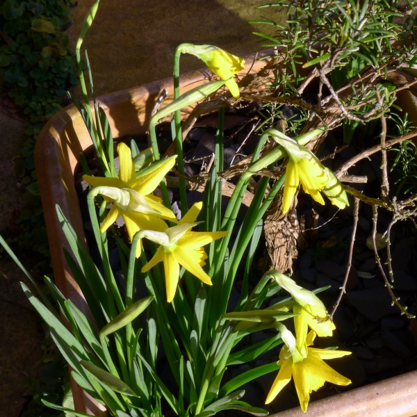 0231-daffodils