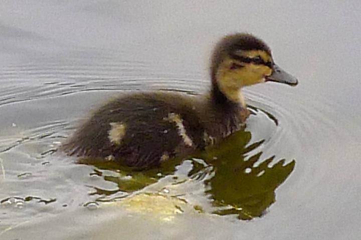 baby duckling